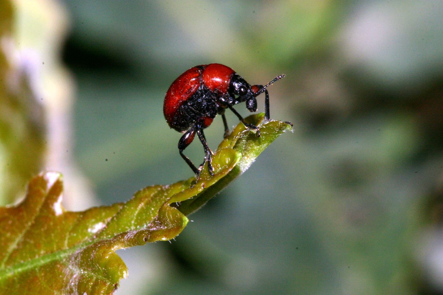 Vattene! Lasius cfr emarginatos minaccia Attelabus nitens